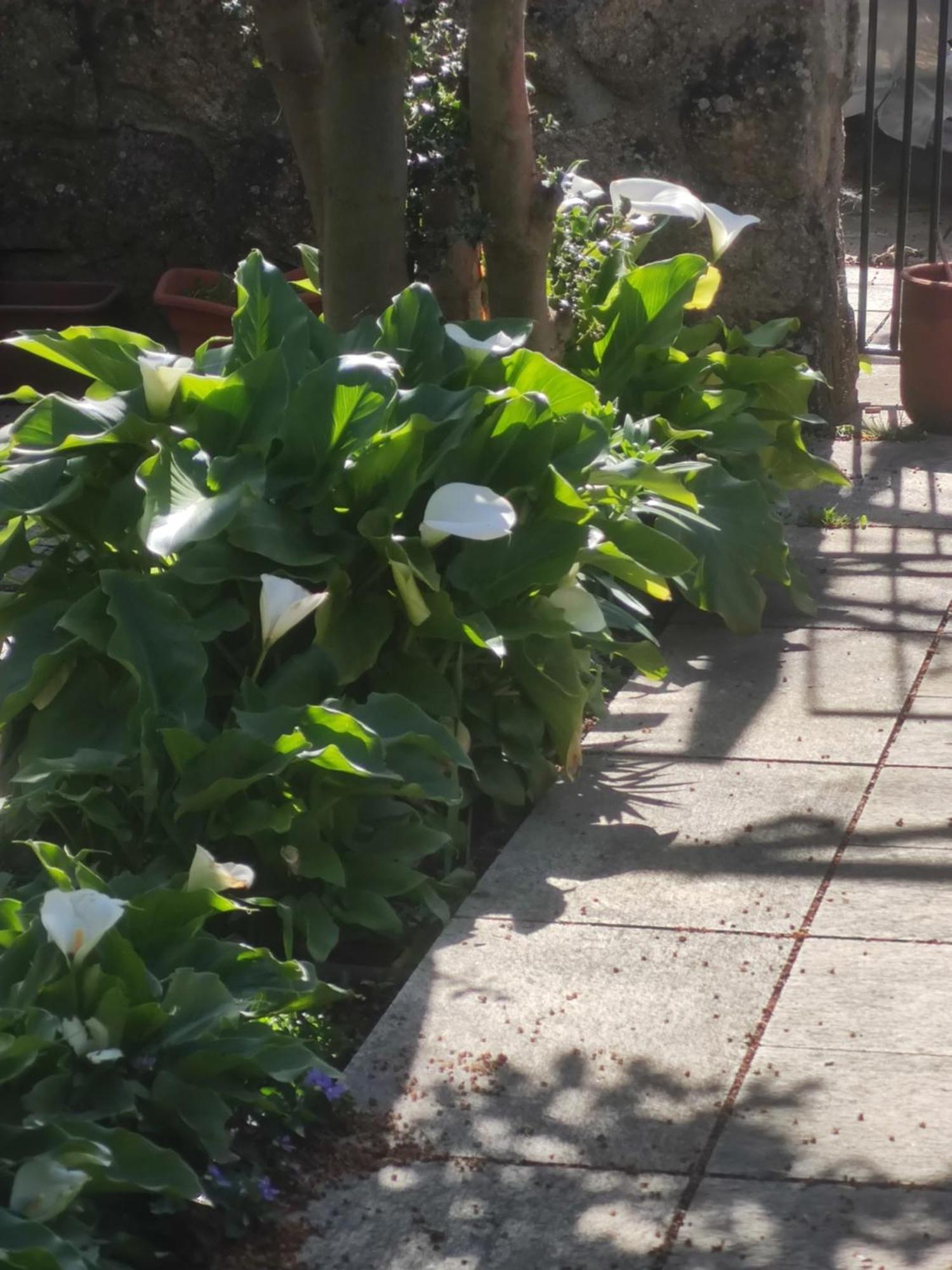 Real Santo Antonio Guest House Tarouca エクステリア 写真