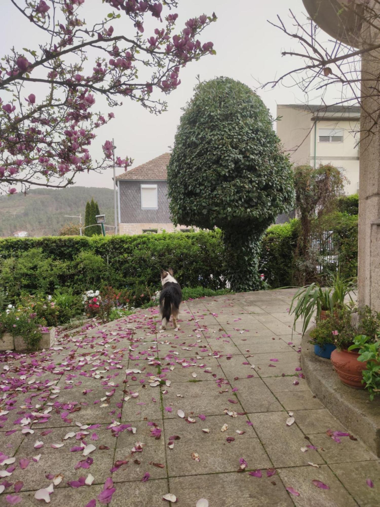 Real Santo Antonio Guest House Tarouca エクステリア 写真