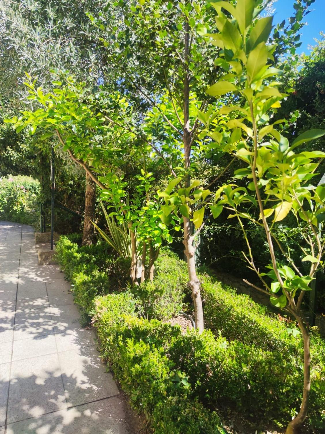 Real Santo Antonio Guest House Tarouca エクステリア 写真